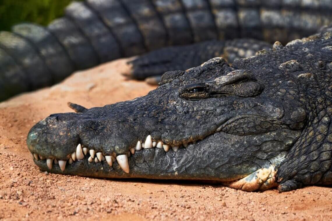Crocoparc agadir- كروكوبارك