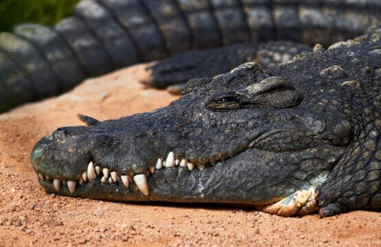 Crocoparc agadir- كروكوبارك